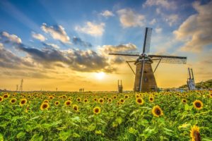 field, Sunflower, Sunset, Windmill, Landscape
