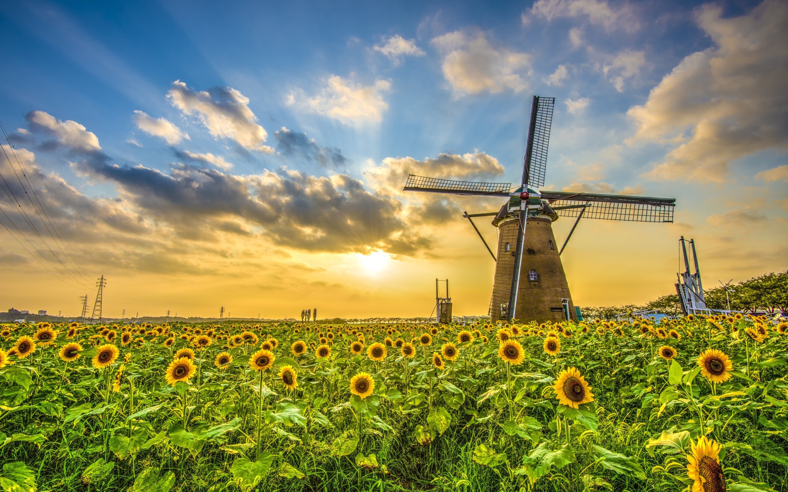field, Sunflower, Sunset, Windmill, Landscape Wallpapers HD / Desktop and  Mobile Backgrounds