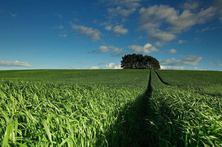 field, Trees, Track, Road, Landscape HD Wallpaper Desktop Background