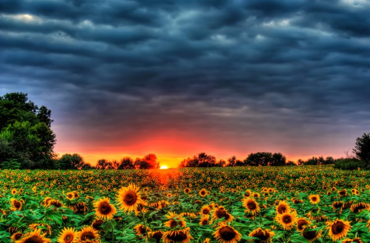 sunset, Field, Sunflower, Landscape HD Wallpaper Desktop Background