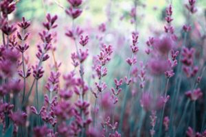 field, Lavender, Nature, Blurring, Purple, Flowers