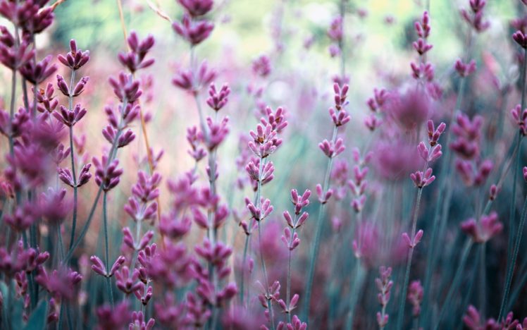 field, Lavender, Nature, Blurring, Purple, Flowers HD Wallpaper Desktop Background