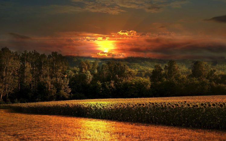 field, Sunset, Sunflowers, Forest, Flowers HD Wallpaper Desktop Background