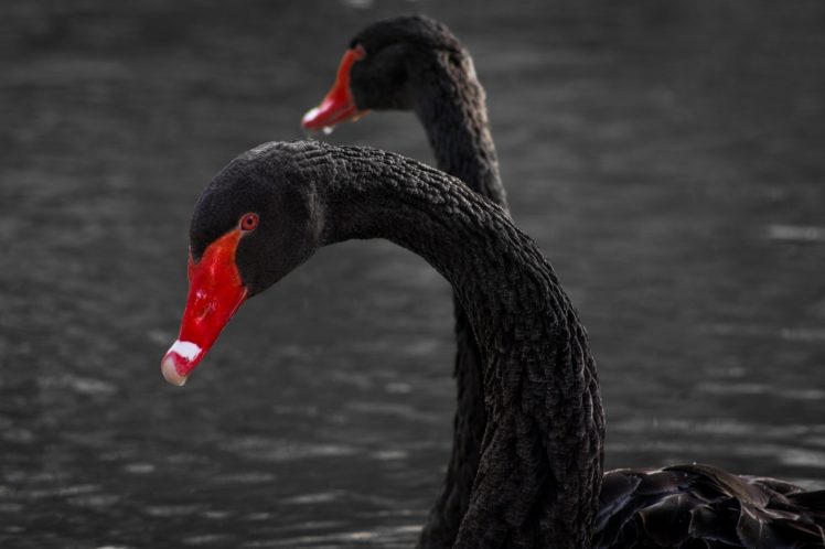 black, Swans, Swan HD Wallpaper Desktop Background