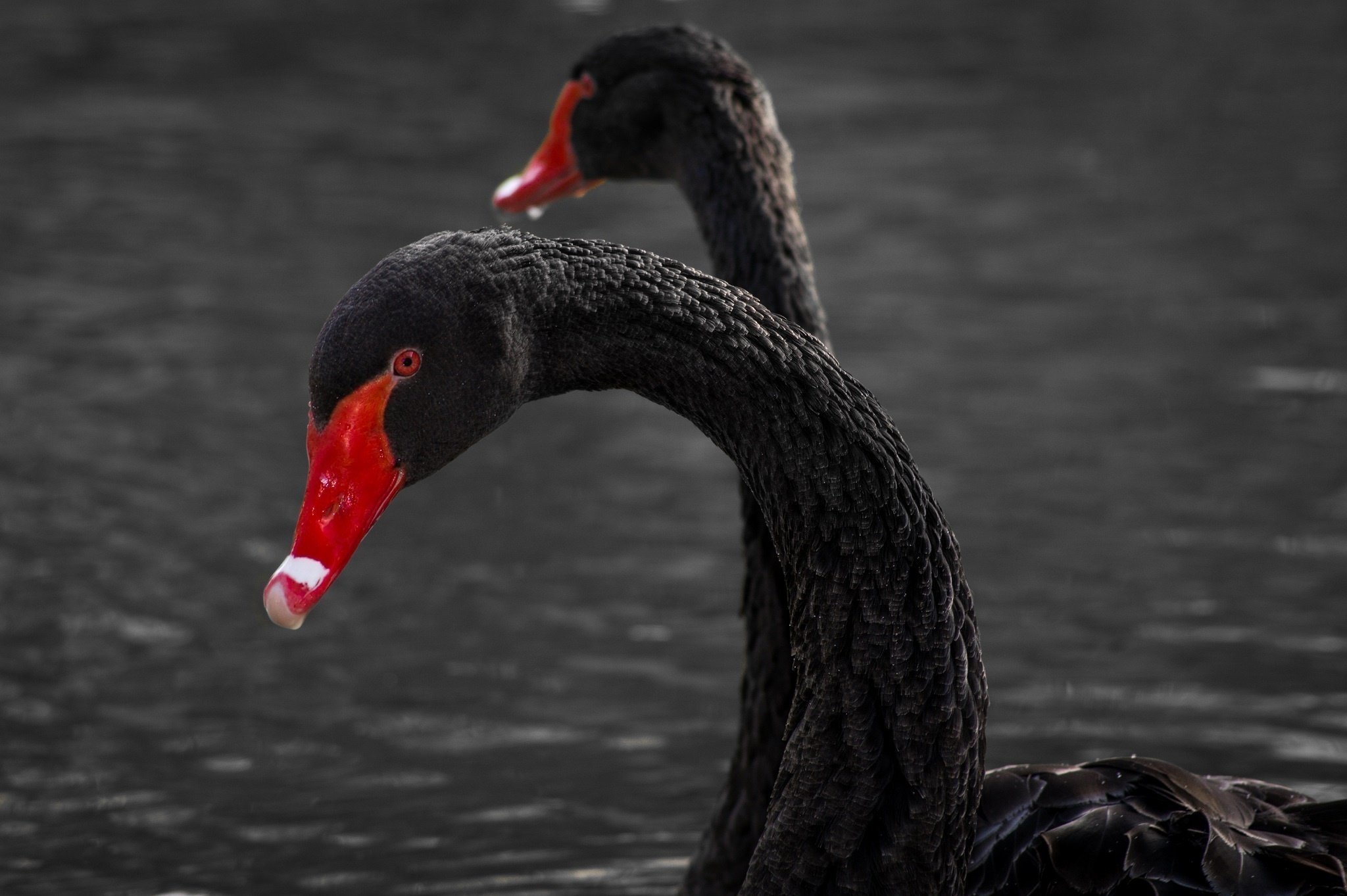 black, Swans, Swan Wallpaper