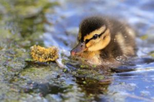 duck, Duckling, Baby