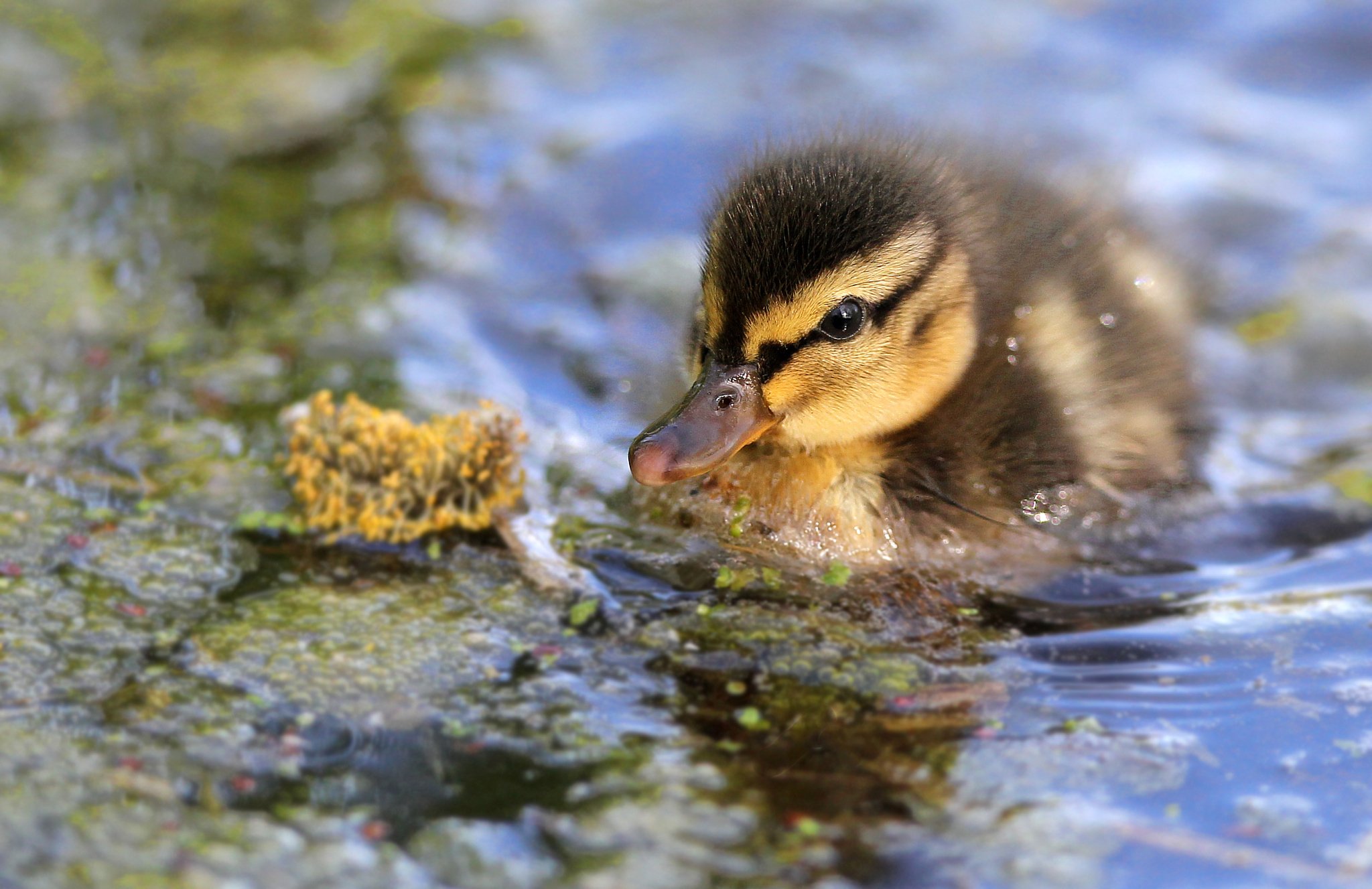 duck, Duckling, Baby Wallpaper