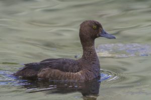 duck, Water, Swimming
