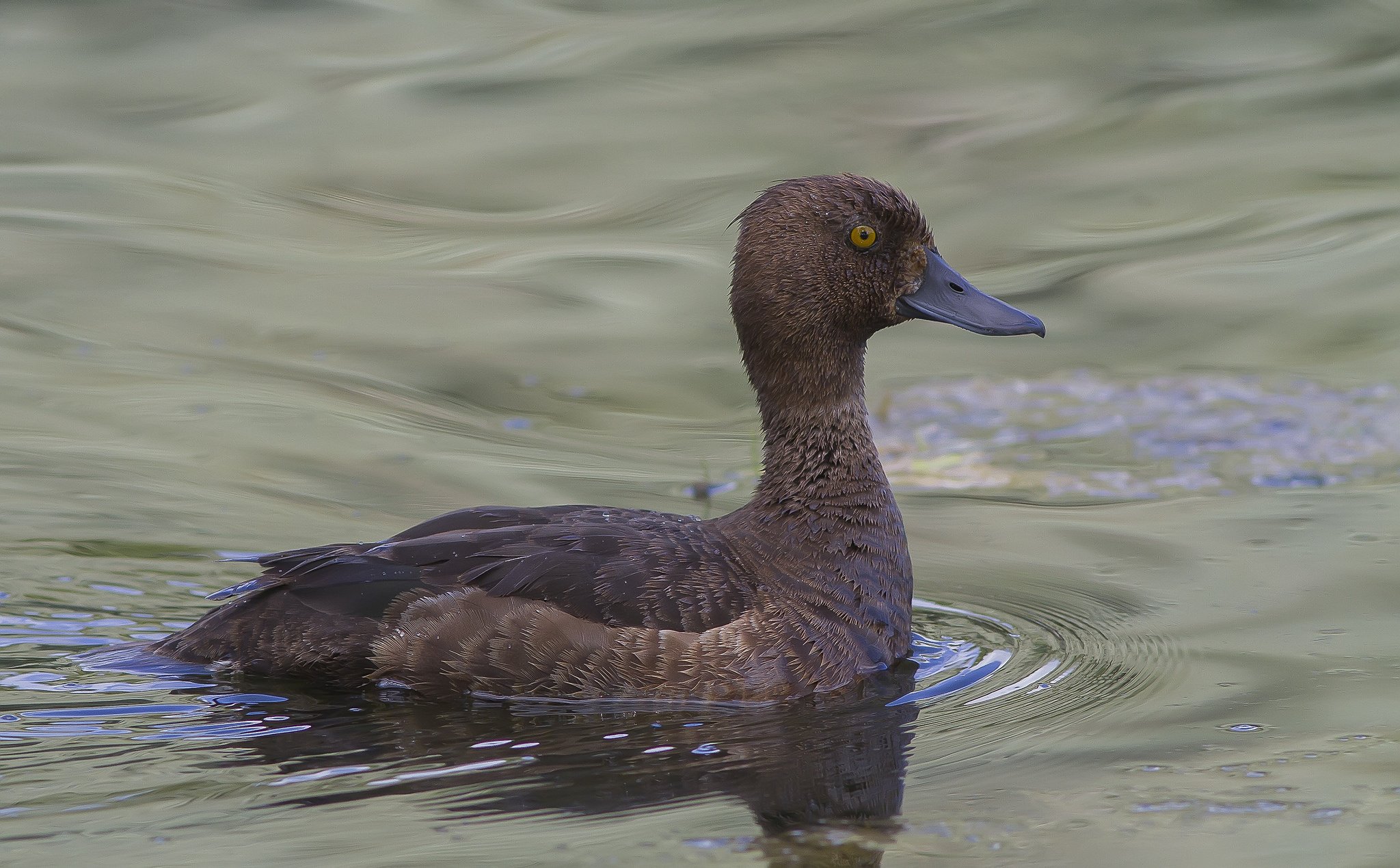 duck, Water, Swimming Wallpaper