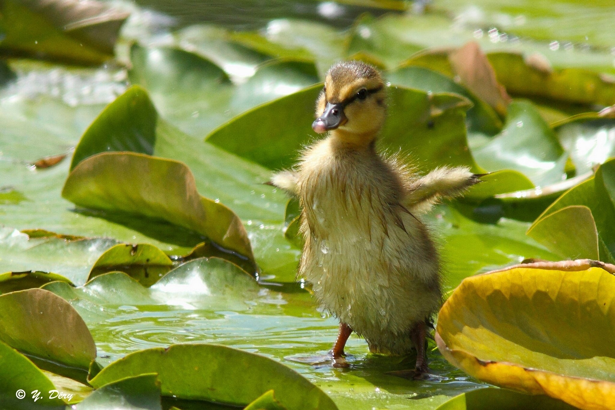 duck, Duckling, Chick, Baby, Wings, Leaves, Bird Wallpaper
