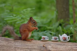 forest, Tree, Trunk, Squirrel, Cup, Tea, Funny