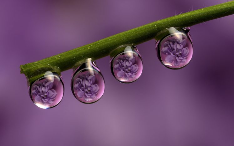 stem, Drops, Dew, Flowers, Reflection, Macro, Purple, Background HD Wallpaper Desktop Background