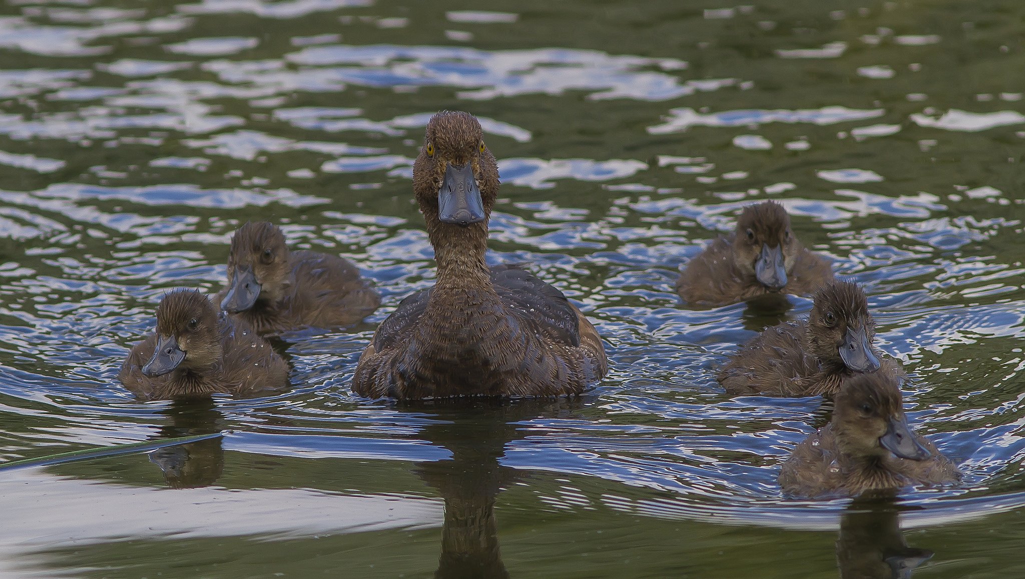 lake, Water, Duck, Ducklings, Family, Baby, Mother Wallpapers HD