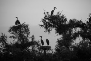 monochrome, Trees, Shrubs, Nests, Stork