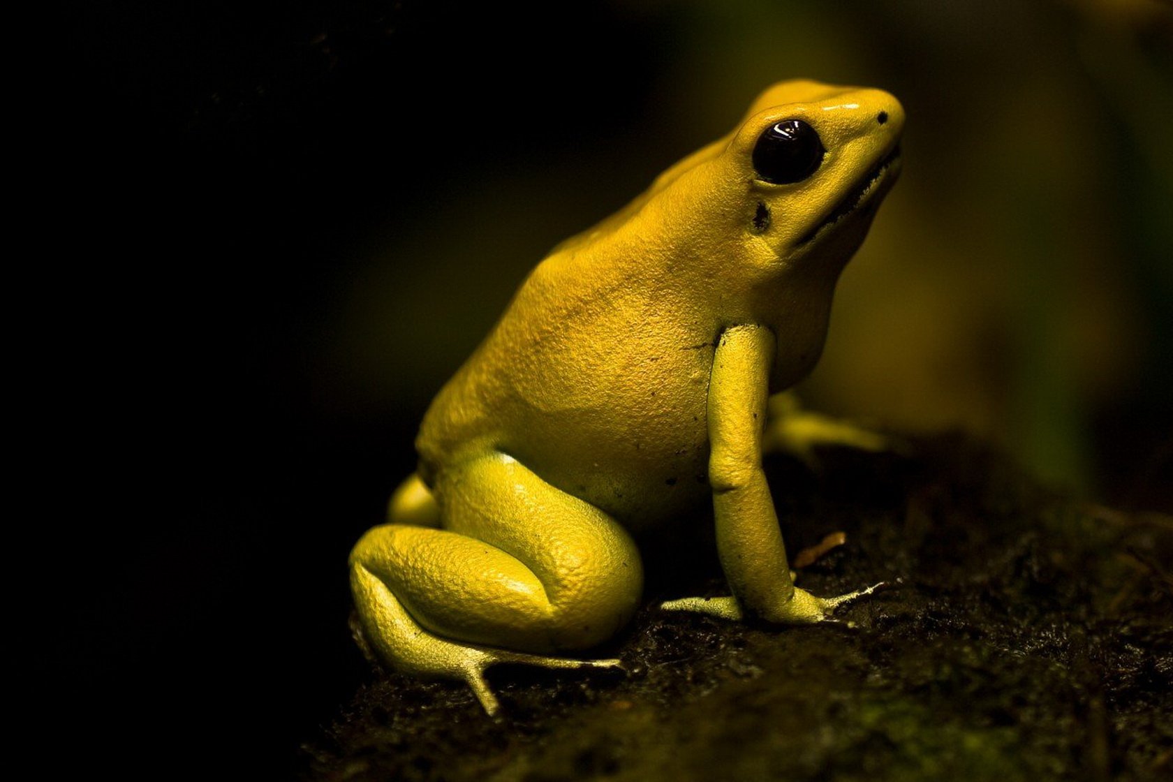 poison, Dart, Frog Wallpaper