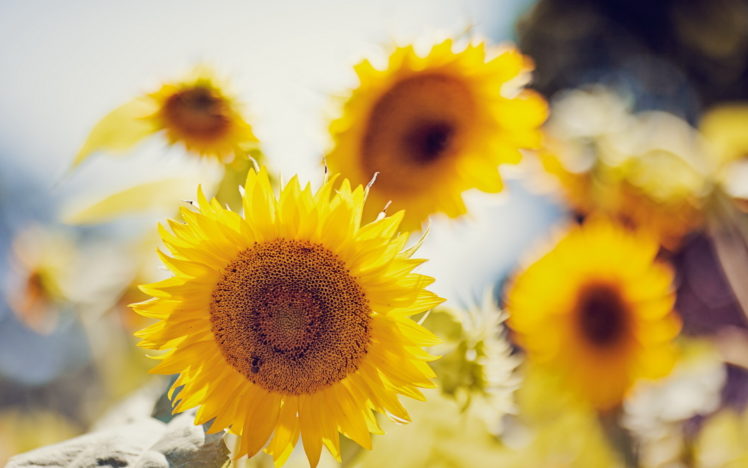 sunflowers, Wallpaper, Summer, Nature HD Wallpaper Desktop Background