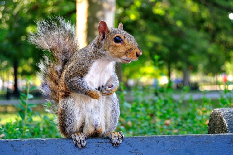 squirrel, Funny, Look HD Wallpaper Desktop Background
