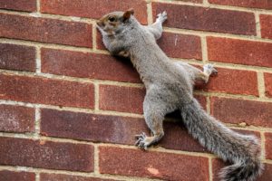 squirrel, Tail, Wall, Wall, Bricks