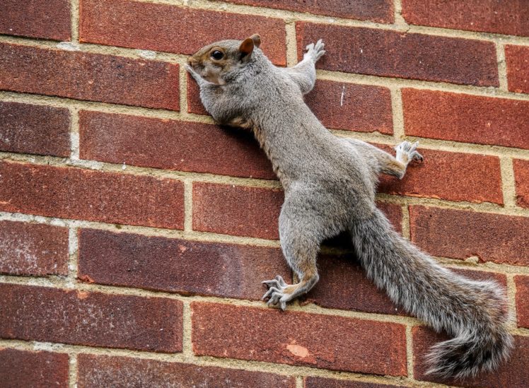 squirrel, Tail, Wall, Wall, Bricks HD Wallpaper Desktop Background