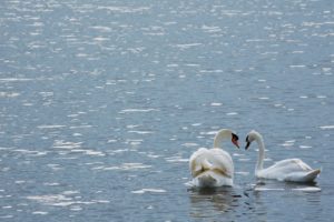 swan, River, Lake, Mood, Lover, Bird
