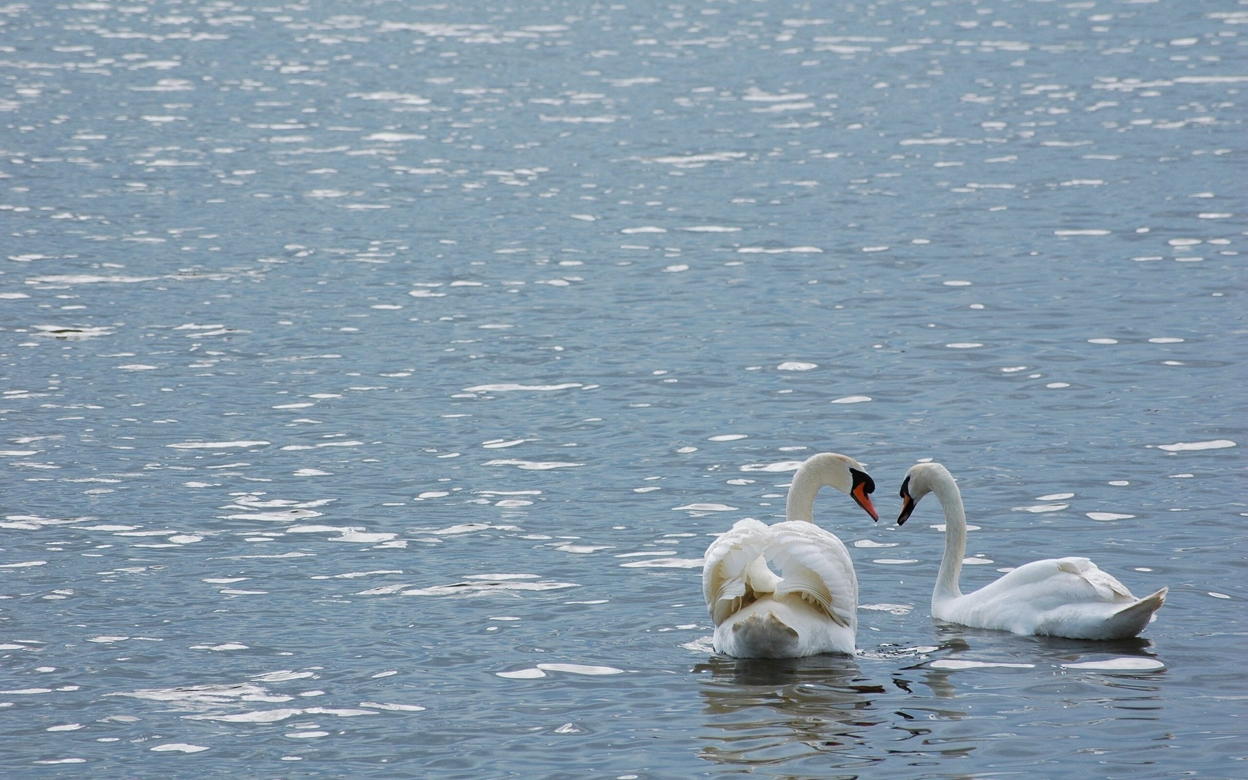 swan, River, Lake, Mood, Lover, Bird Wallpaper