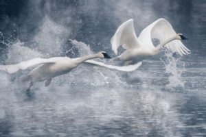 swan, Lake, River, Water, Drops