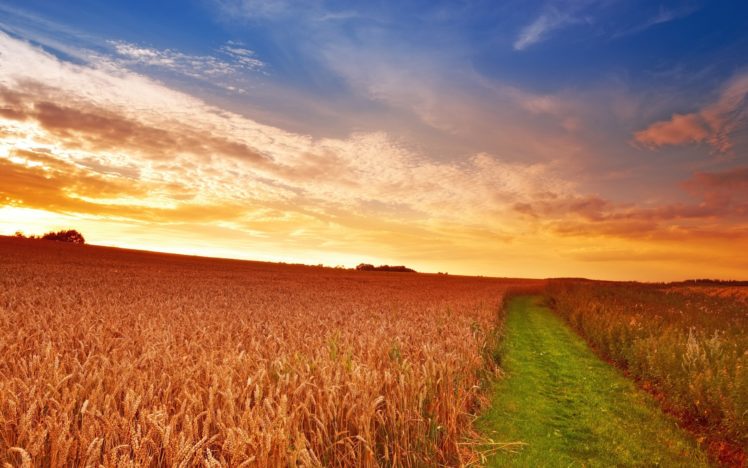 sunset, Field, Ears, Landscape HD Wallpaper Desktop Background