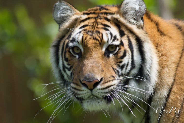 tiger, Wild, Cat, Carnivore, Muzzle, Portrait HD Wallpaper Desktop Background