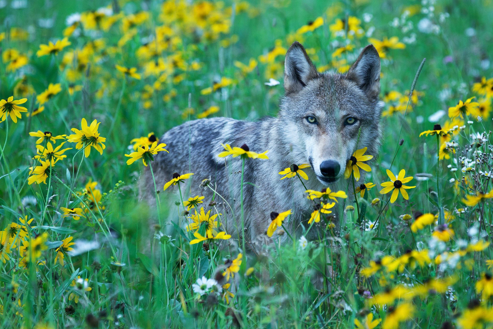 wolf, Flowers, Meadow, View, Wolves Wallpaper