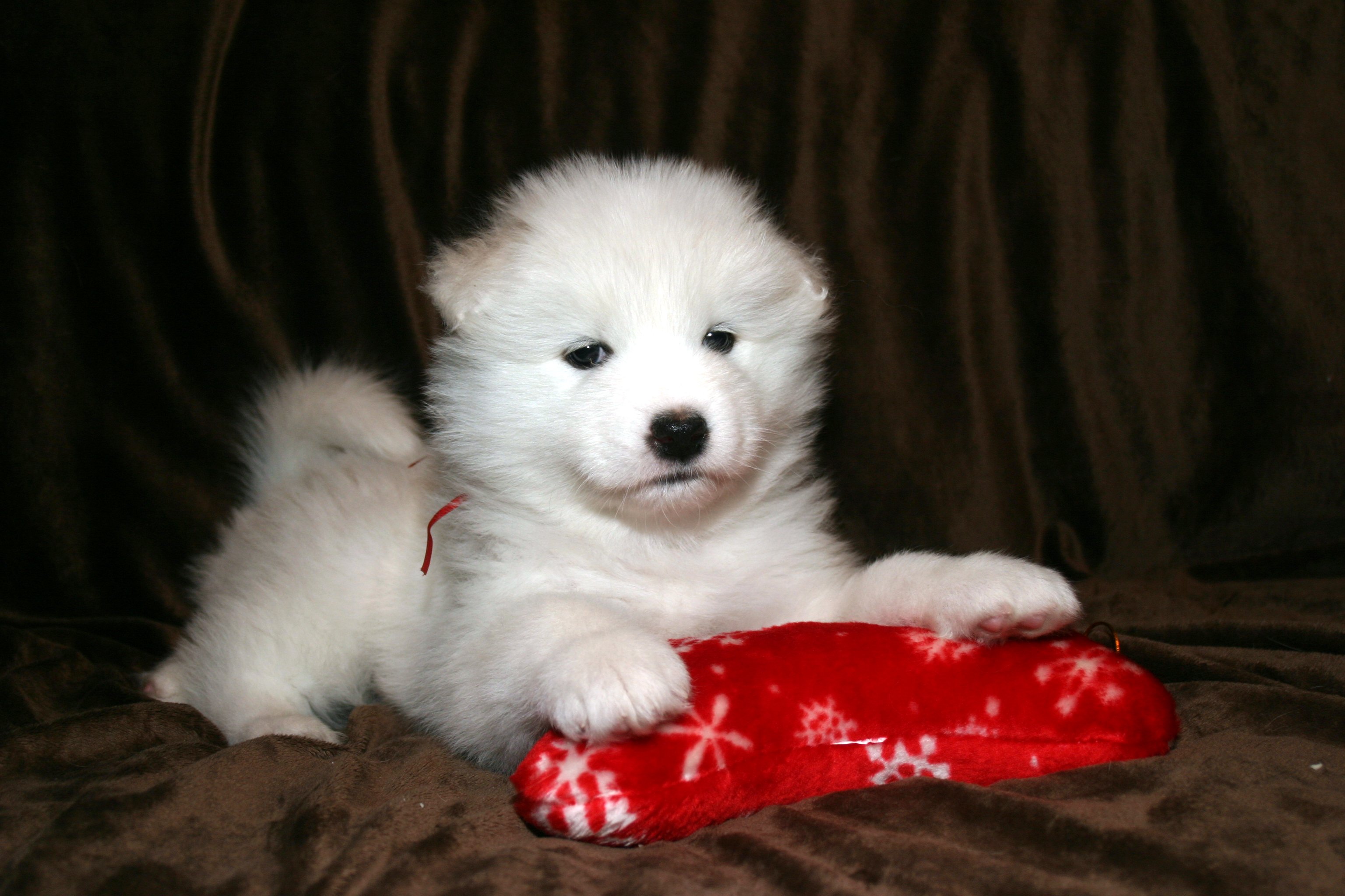 samoyed, Dog, Dogs, Canine, Baby, Puppy Wallpaper