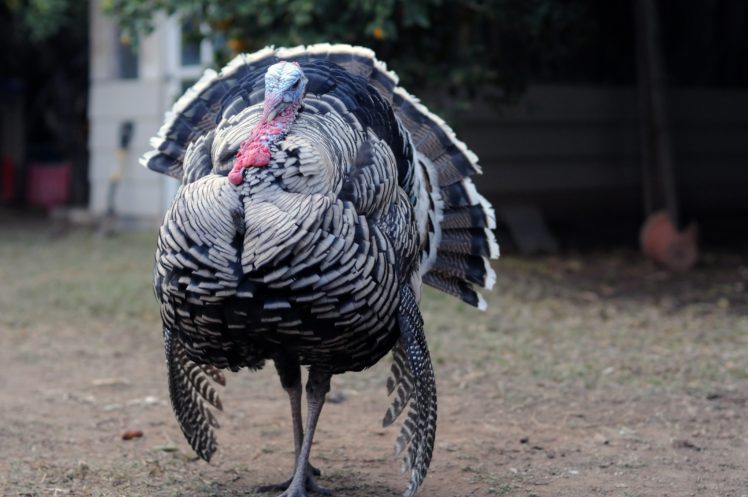 turkey, Bird, Wildlife, Thanksgiving, Nature HD Wallpaper Desktop Background