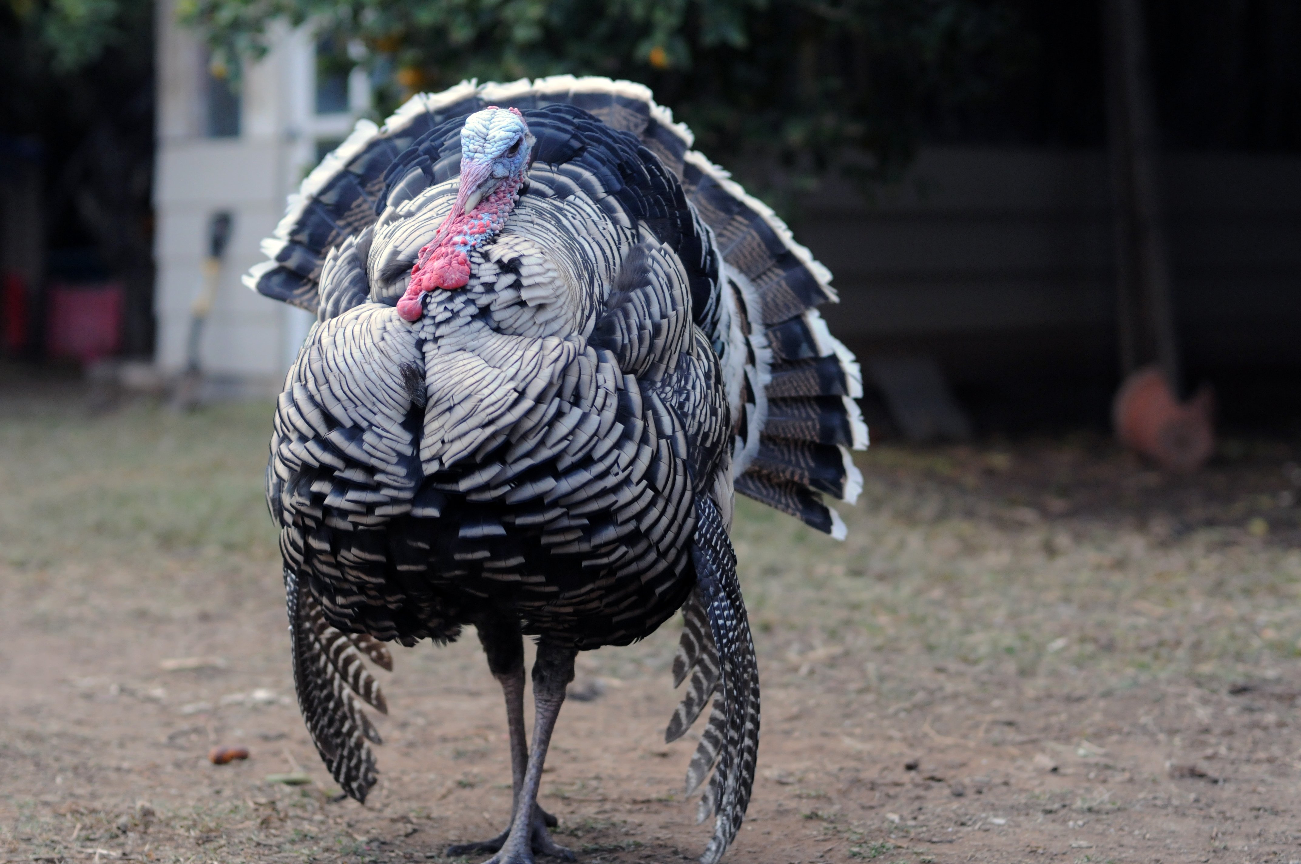 turkey, Bird, Wildlife, Thanksgiving, Nature Wallpapers HD / Desktop