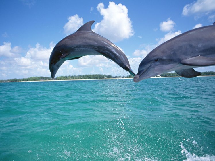 dolphins, Underwater HD Wallpaper Desktop Background