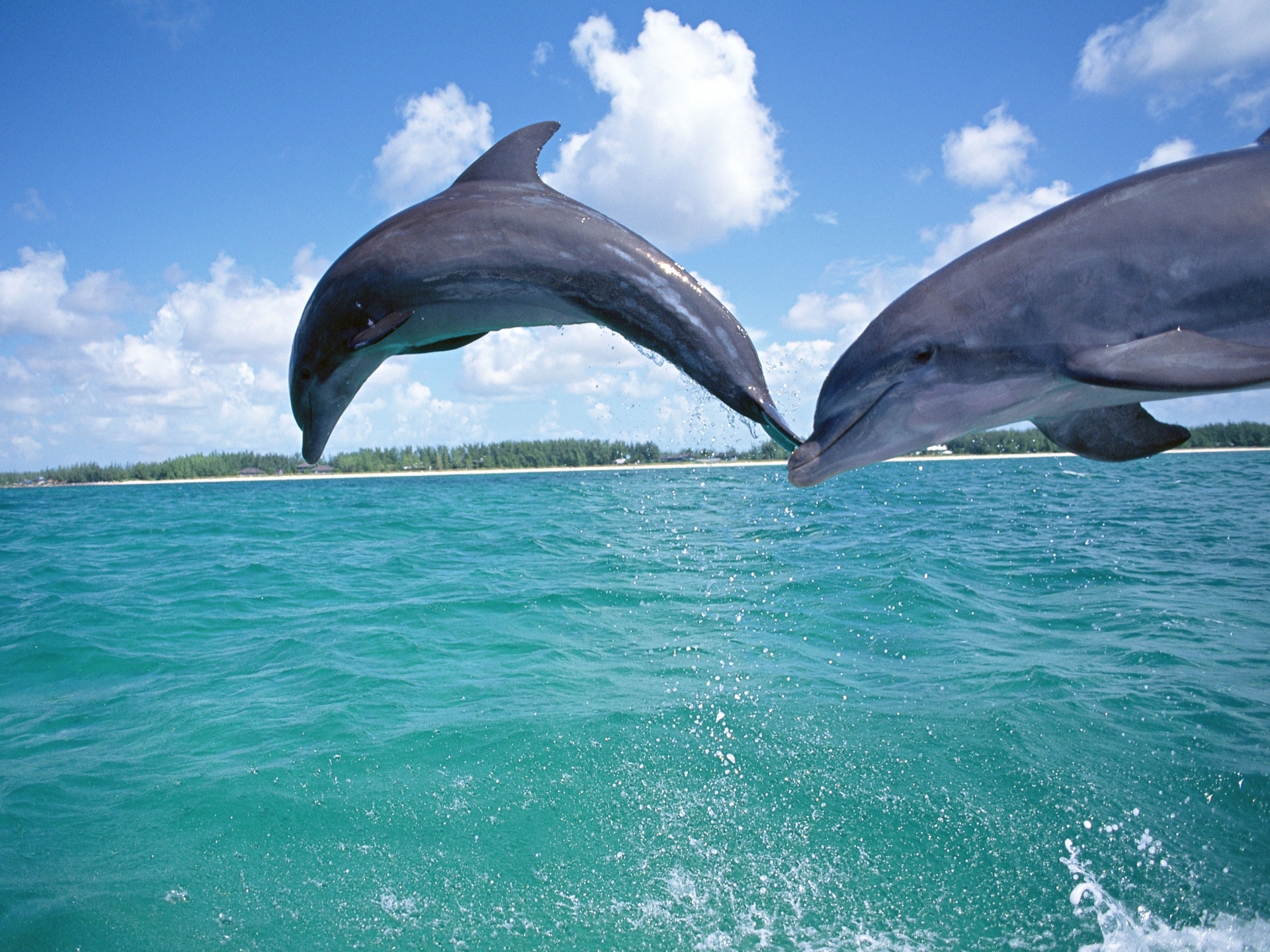 dolphins, Underwater Wallpaper
