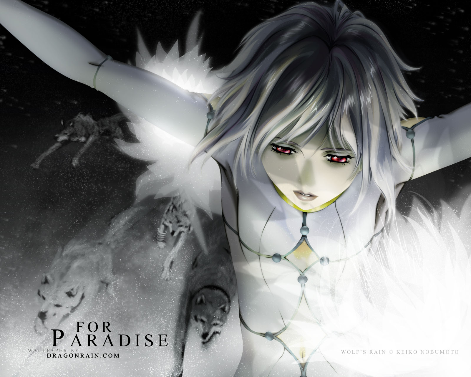 wolfs, Rain Wallpaper