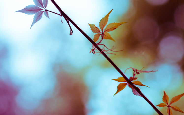 autumn, Leaves, Depth, Of, Field HD Wallpaper Desktop Background