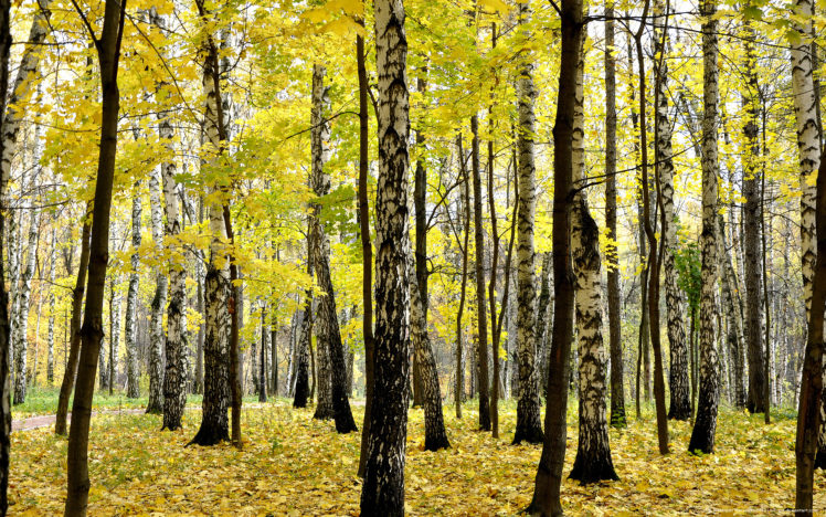 autumn, Forest, Nature HD Wallpaper Desktop Background