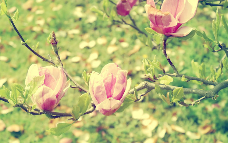 blur, Magnolia, Branch, Spring, Macro, Light, Flowering, Garden, Blossom HD Wallpaper Desktop Background