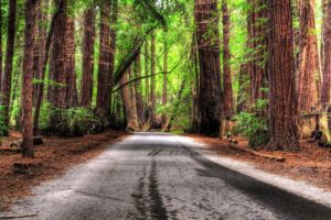 trees, Forest, Roads, Hdr, Photography