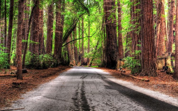 trees, Forest, Roads, Hdr, Photography HD Wallpaper Desktop Background