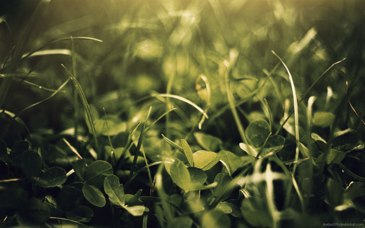 green, Nature, Leaves, Grass, Plants, Macro HD Wallpaper Desktop Background