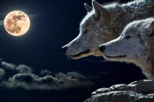 wolves, And, Full, Moon