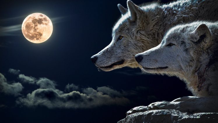 wolves, And, Full, Moon HD Wallpaper Desktop Background