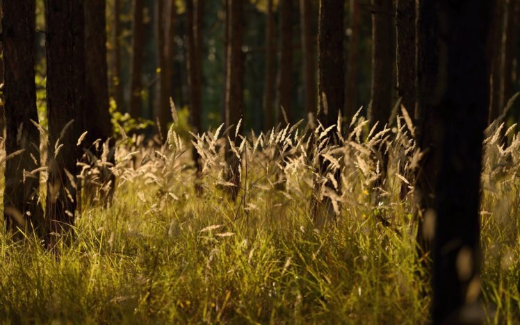 forest, Grass, Nature, Summer, Trees HD Wallpaper Desktop Background