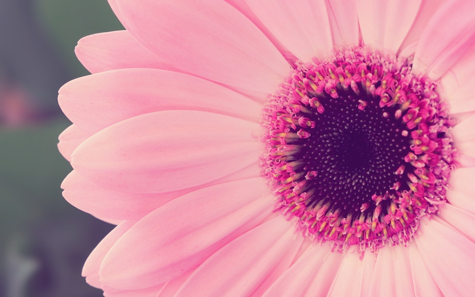 close up, Nature, Flowers, Pink, Flower, Petals Wallpaper