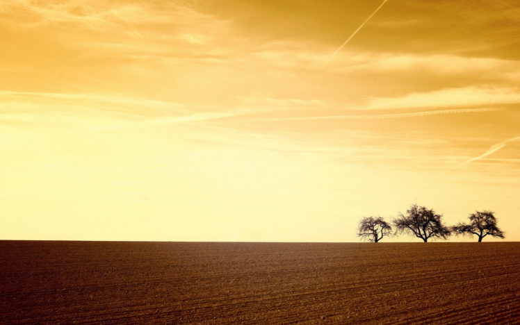 sunset, Field, Landscape, Trees HD Wallpaper Desktop Background