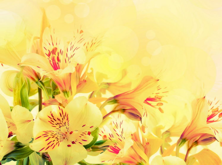 alstroemeria, Yellow, Flowers HD Wallpaper Desktop Background
