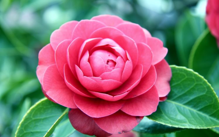 camellia, Pink, Flower, Macro HD Wallpaper Desktop Background