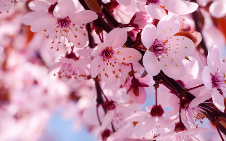 cherry, Flowers, Branch, Spring, Blossom, Blossoms HD Wallpaper Desktop Background