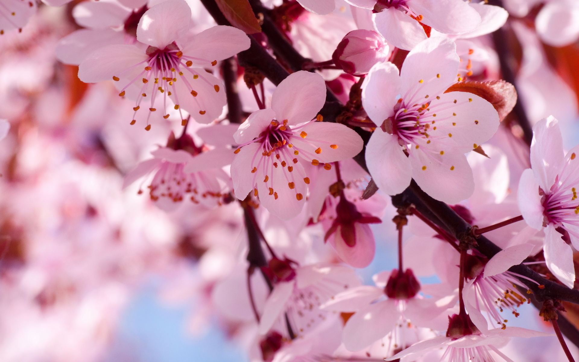 cherry, Flowers, Branch, Spring, Blossom, Blossoms Wallpaper